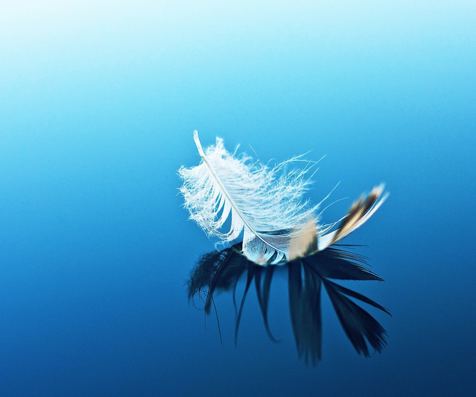Feather On Blue Surface screenshot #1 960x800