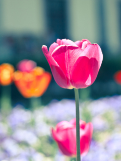 Pink Tulip wallpaper 240x320