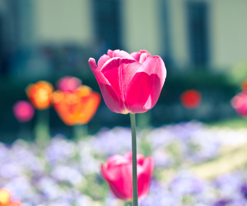 Pink Tulip screenshot #1 960x800