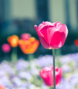 Pink Tulip - Fondos de pantalla gratis para iPhone 5C