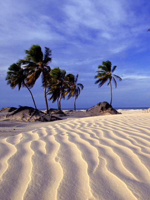 Bahia Beach Resorts Puerto Rico screenshot #1 480x640