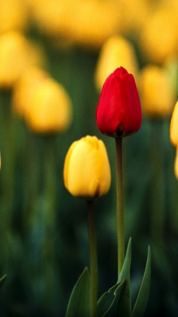 Red Among Yellow wallpaper 360x640