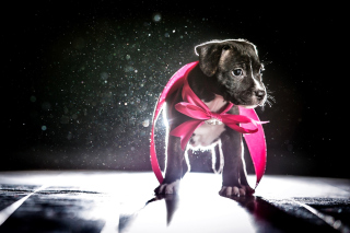 Puppy as Present - Obrázkek zdarma pro Samsung Galaxy Tab 10.1