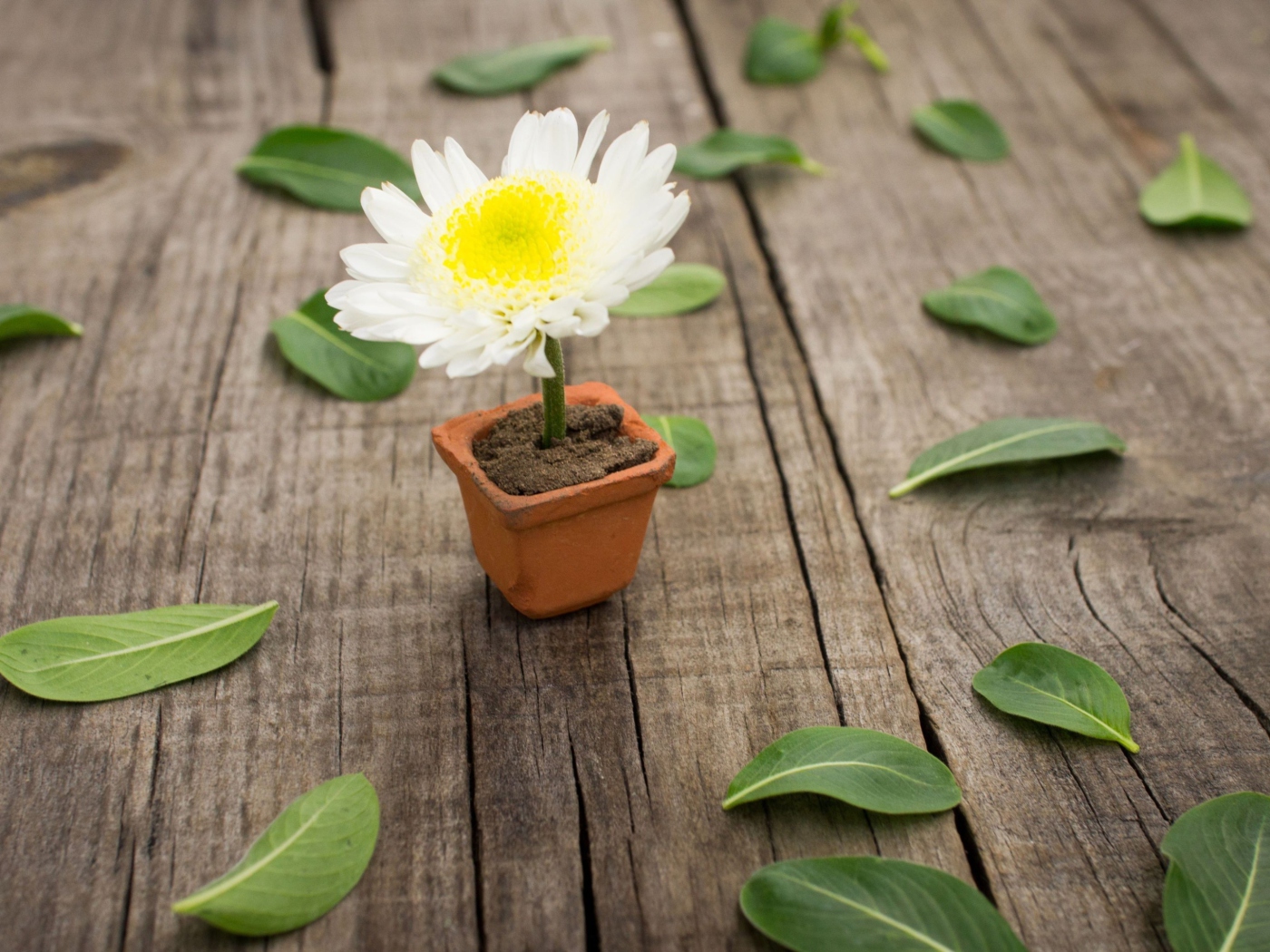 Screenshot №1 pro téma Chrysanthemum In Flowerpot 1400x1050