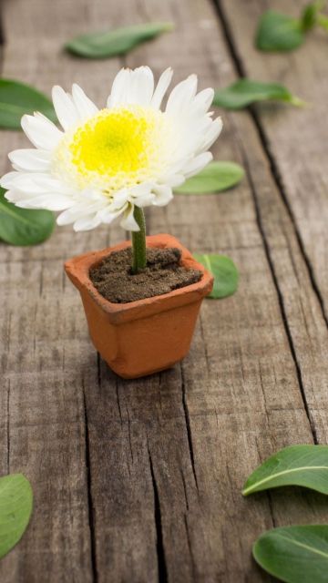 Sfondi Chrysanthemum In Flowerpot 360x640