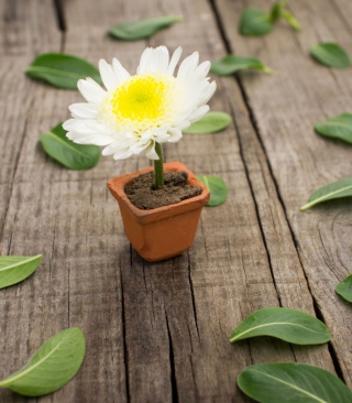 Chrysanthemum In Flowerpot - Fondos de pantalla gratis para Nokia Asha 309