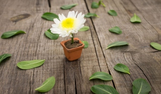 Free Chrysanthemum In Flowerpot Picture for Android, iPhone and iPad