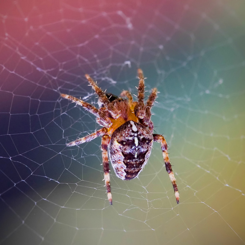 Screenshot №1 pro téma Spider on a Rainbow 1024x1024
