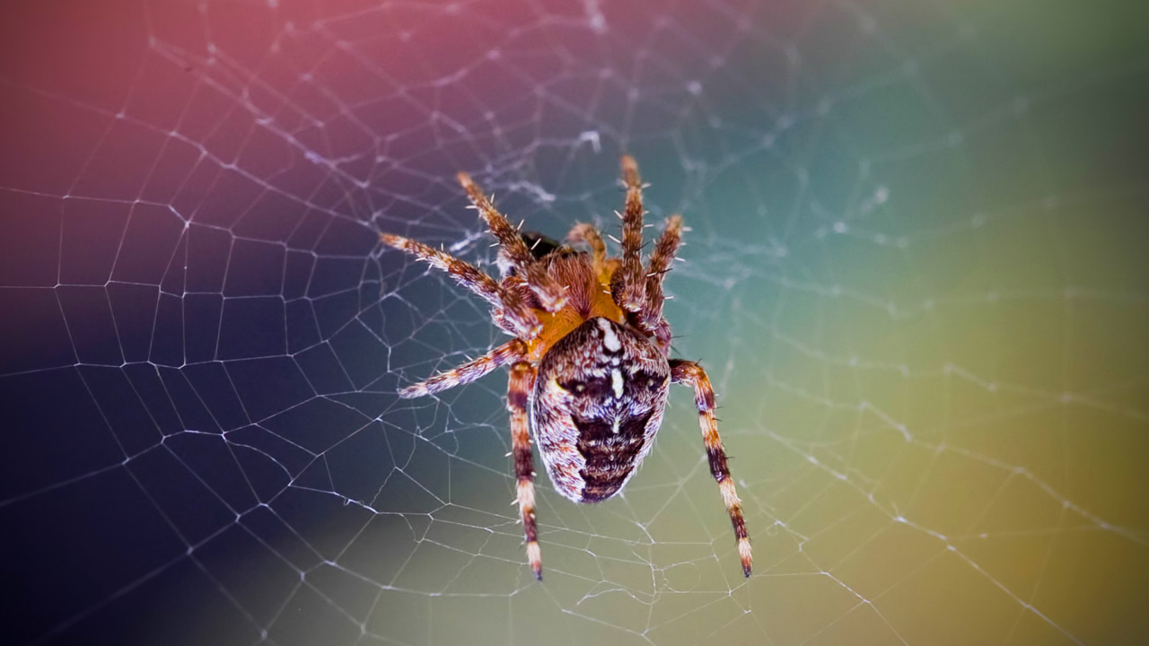 Fondo de pantalla Spider on a Rainbow 1280x720