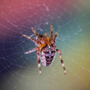 Fondo de pantalla Spider on a Rainbow 128x128