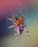 Spider on a Rainbow wallpaper 128x160