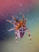 Screenshot №1 pro téma Spider on a Rainbow 132x176