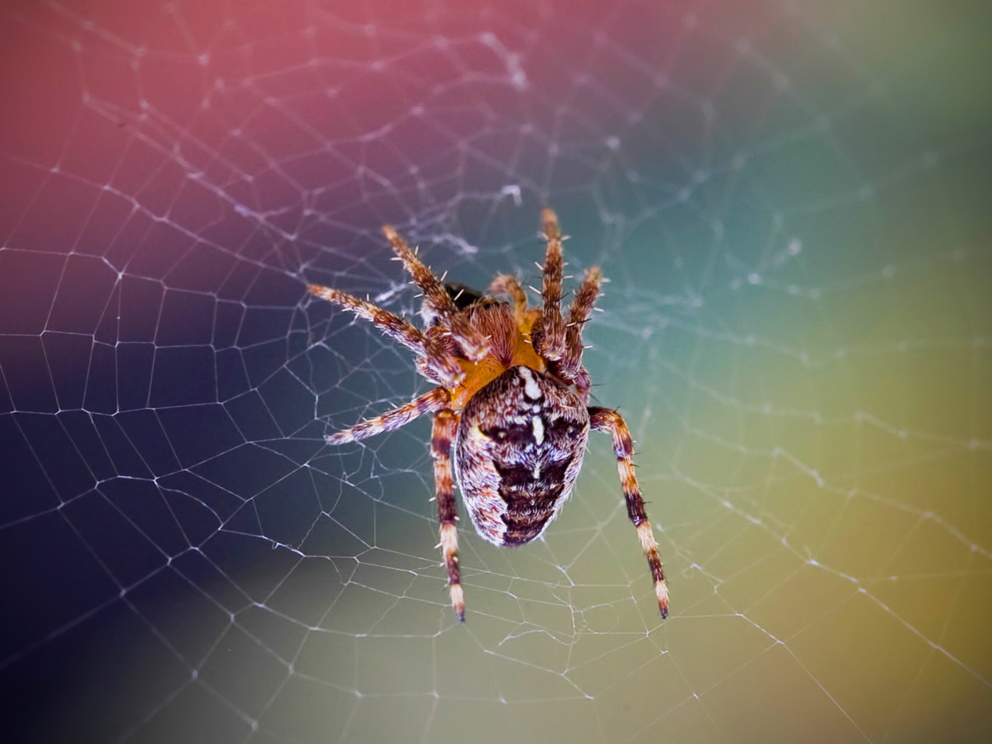 Das Spider on a Rainbow Wallpaper 1400x1050