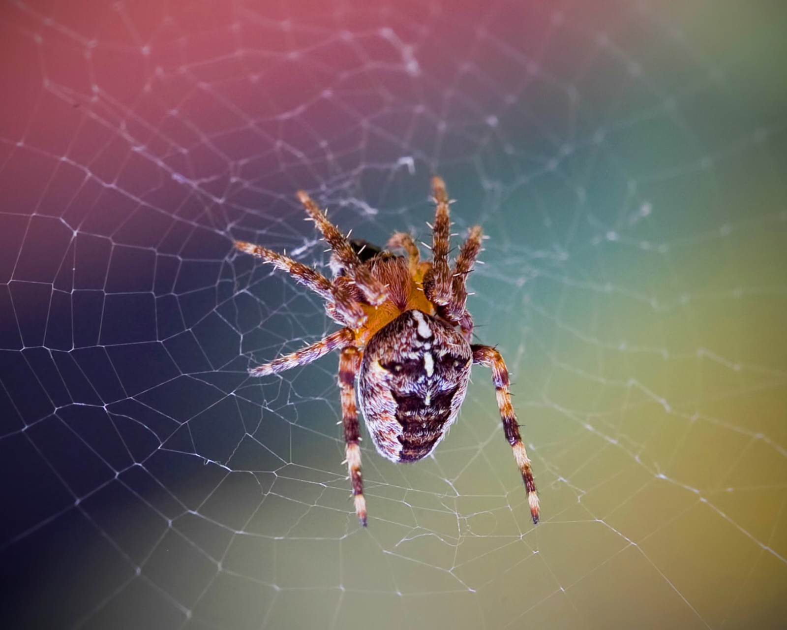 Das Spider on a Rainbow Wallpaper 1600x1280