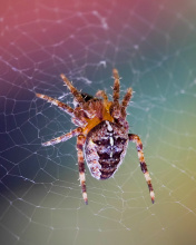 Screenshot №1 pro téma Spider on a Rainbow 176x220