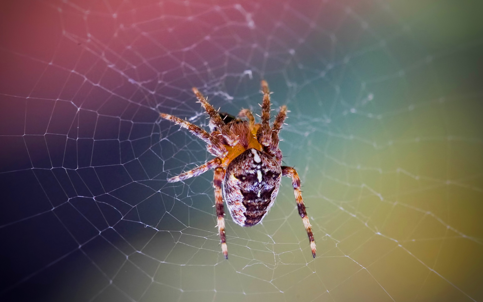 Обои Spider on a Rainbow 1920x1200