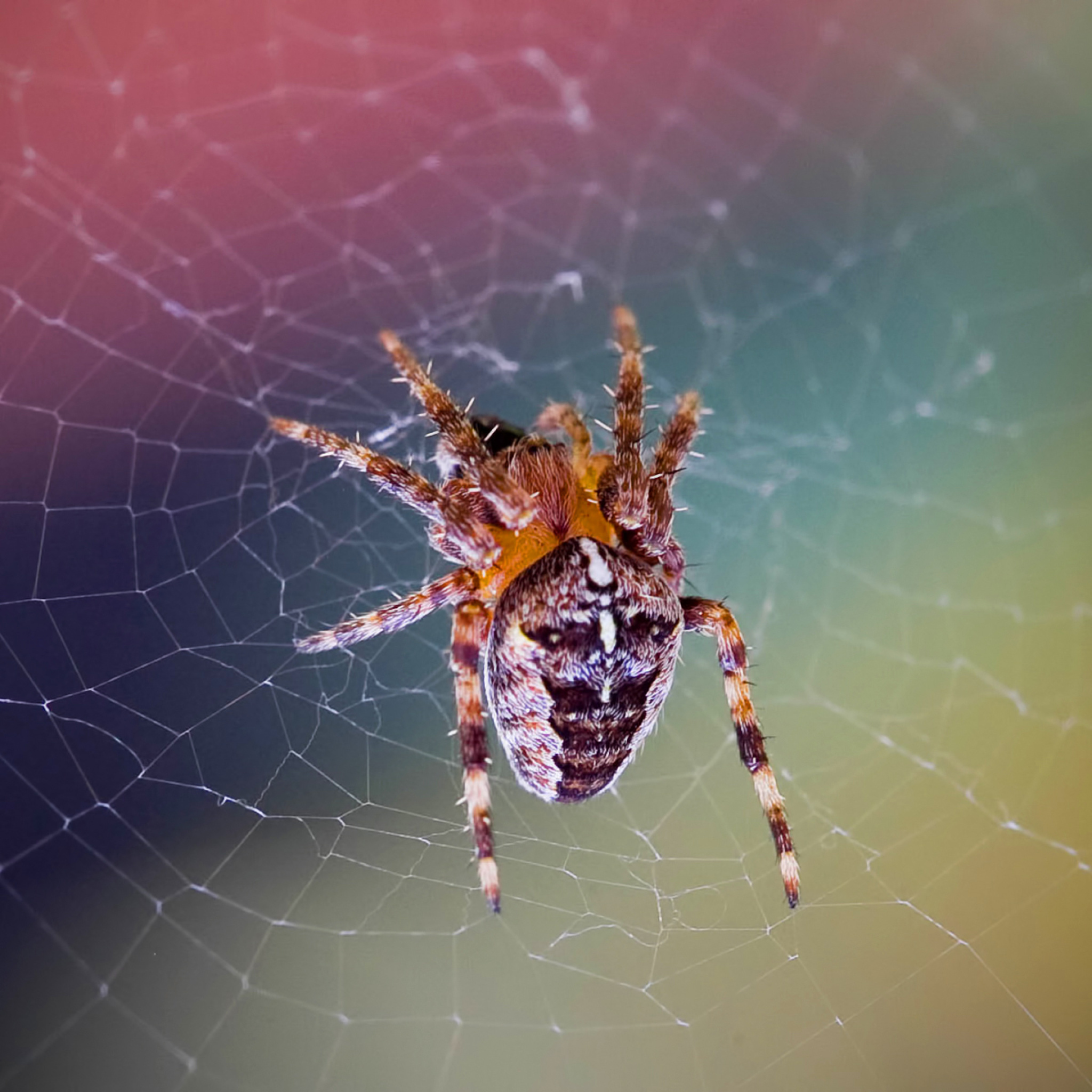 Das Spider on a Rainbow Wallpaper 2048x2048