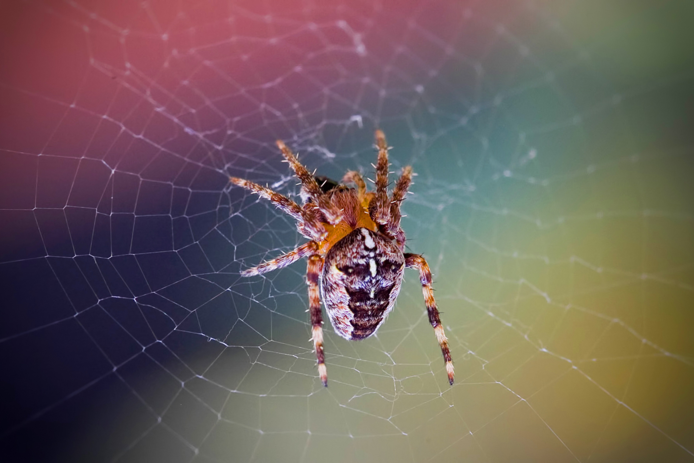 Fondo de pantalla Spider on a Rainbow 2880x1920