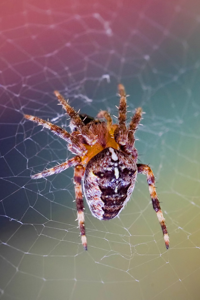 Das Spider on a Rainbow Wallpaper 640x960