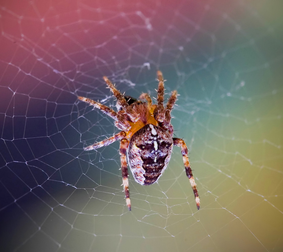 Das Spider on a Rainbow Wallpaper 960x854