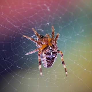 Kostenloses Spider on a Rainbow Wallpaper für 2048x2048