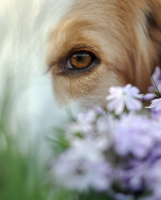 Best Friend Eyes - Obrázkek zdarma pro 1080x1920