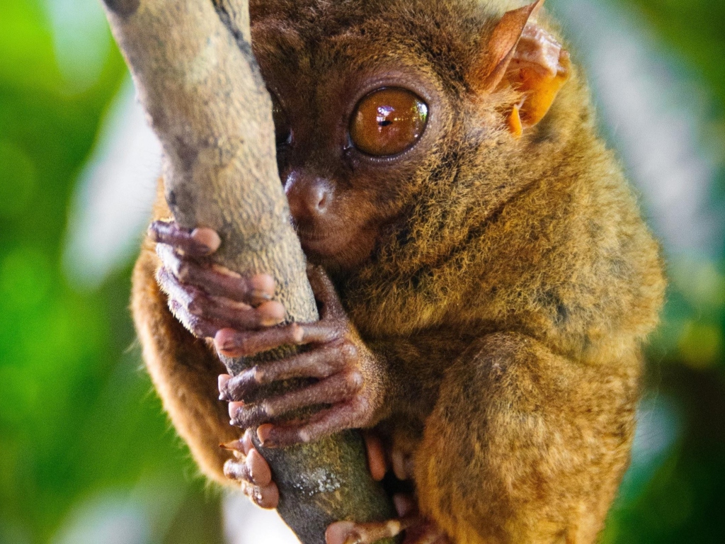 Philippine Tarsier screenshot #1 1024x768