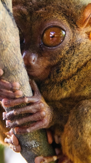 Fondo de pantalla Philippine Tarsier 360x640