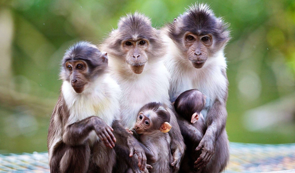 Fondo de pantalla Funny Monkeys With Their Babies 1024x600