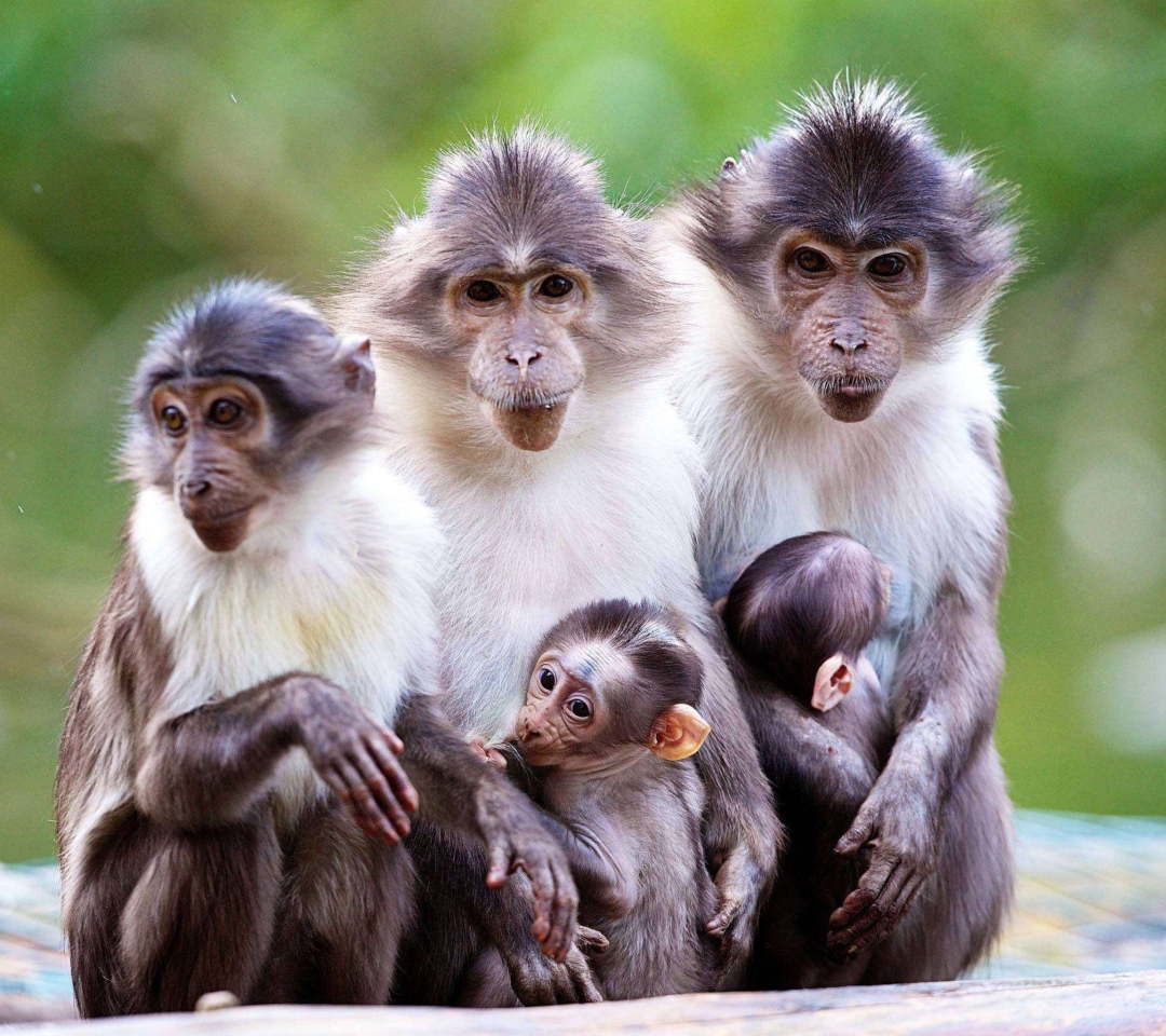Das Funny Monkeys With Their Babies Wallpaper 1080x960