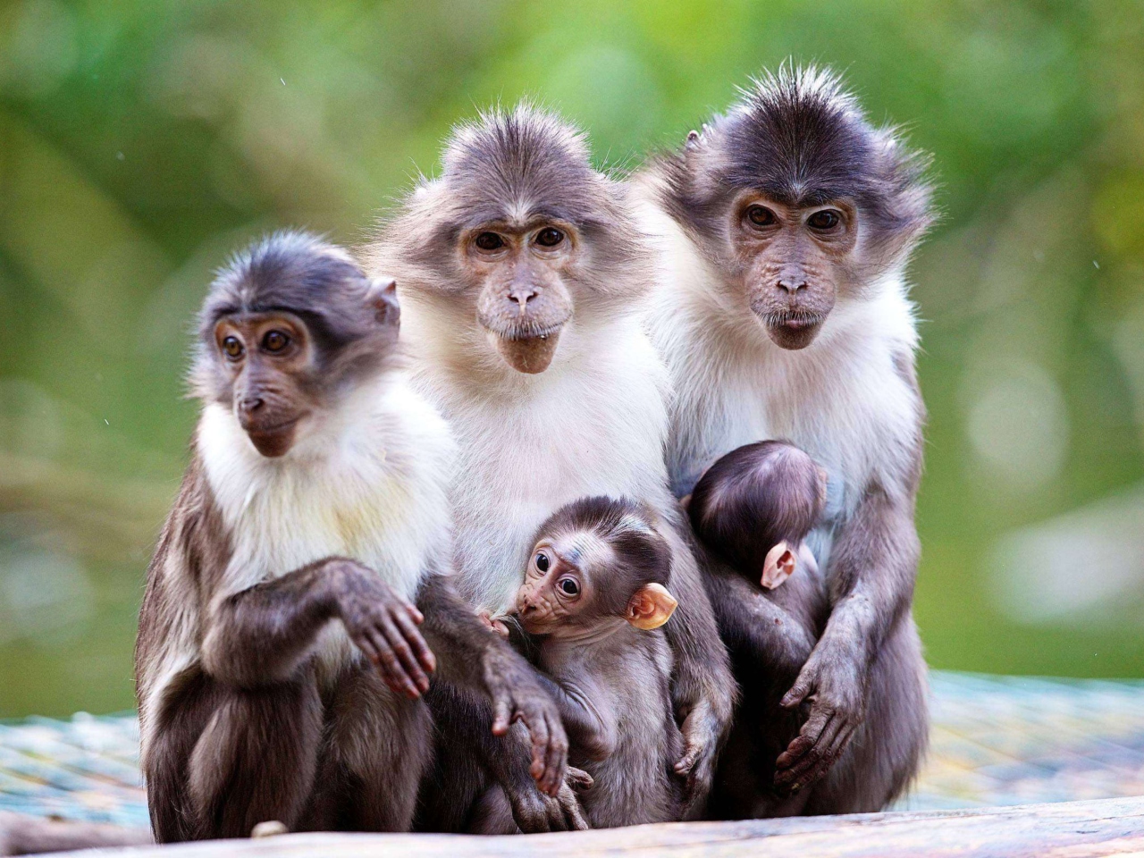 Funny Monkeys With Their Babies wallpaper 1280x960