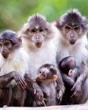 Das Funny Monkeys With Their Babies Wallpaper 128x160