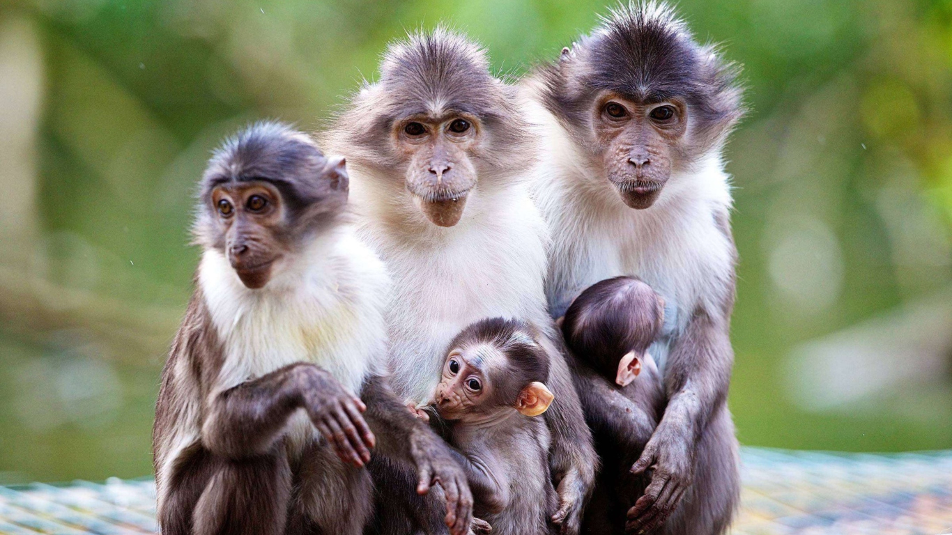 Funny Monkeys With Their Babies wallpaper 1366x768