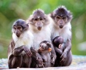 Fondo de pantalla Funny Monkeys With Their Babies 176x144