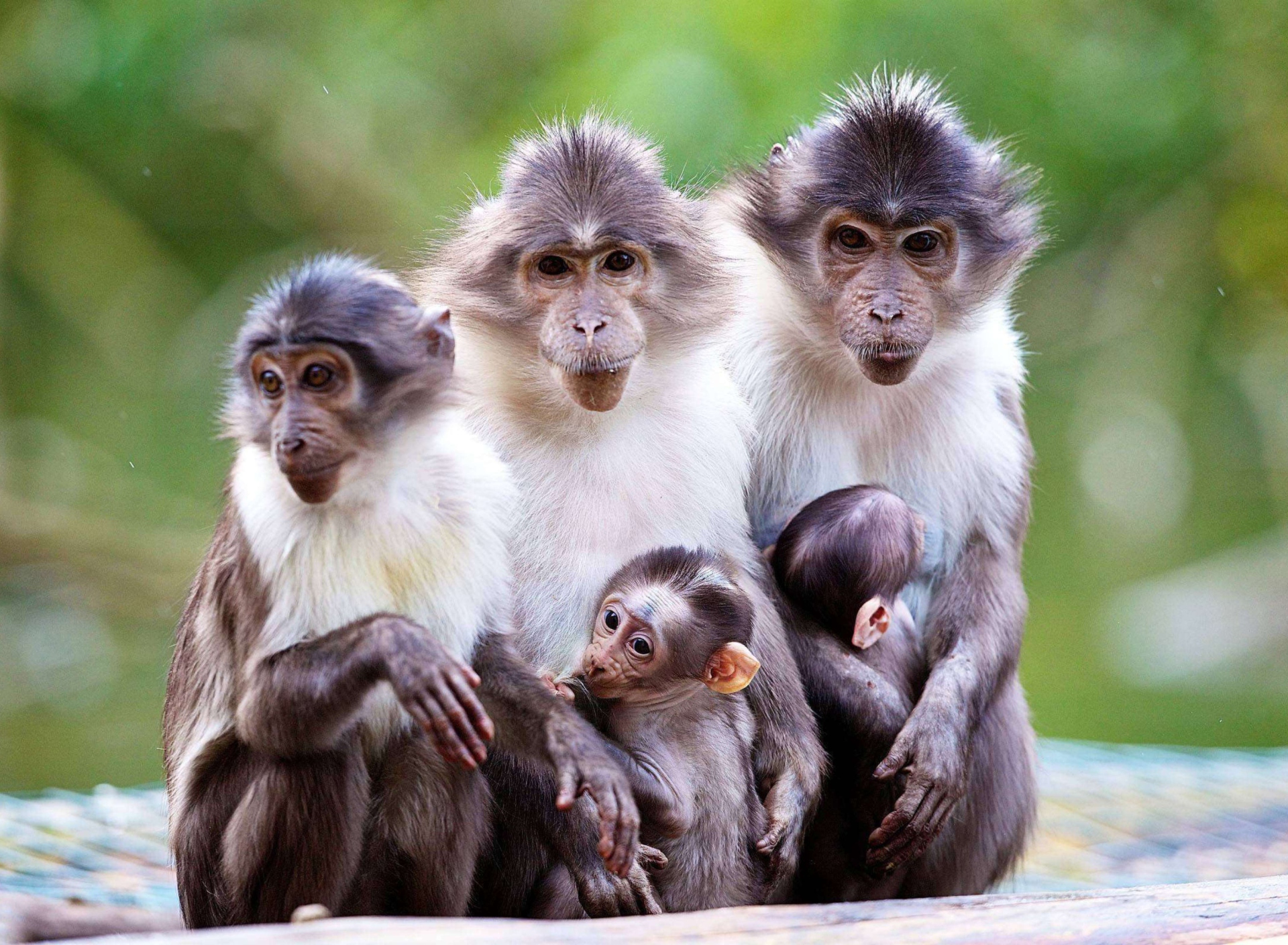 Das Funny Monkeys With Their Babies Wallpaper 1920x1408