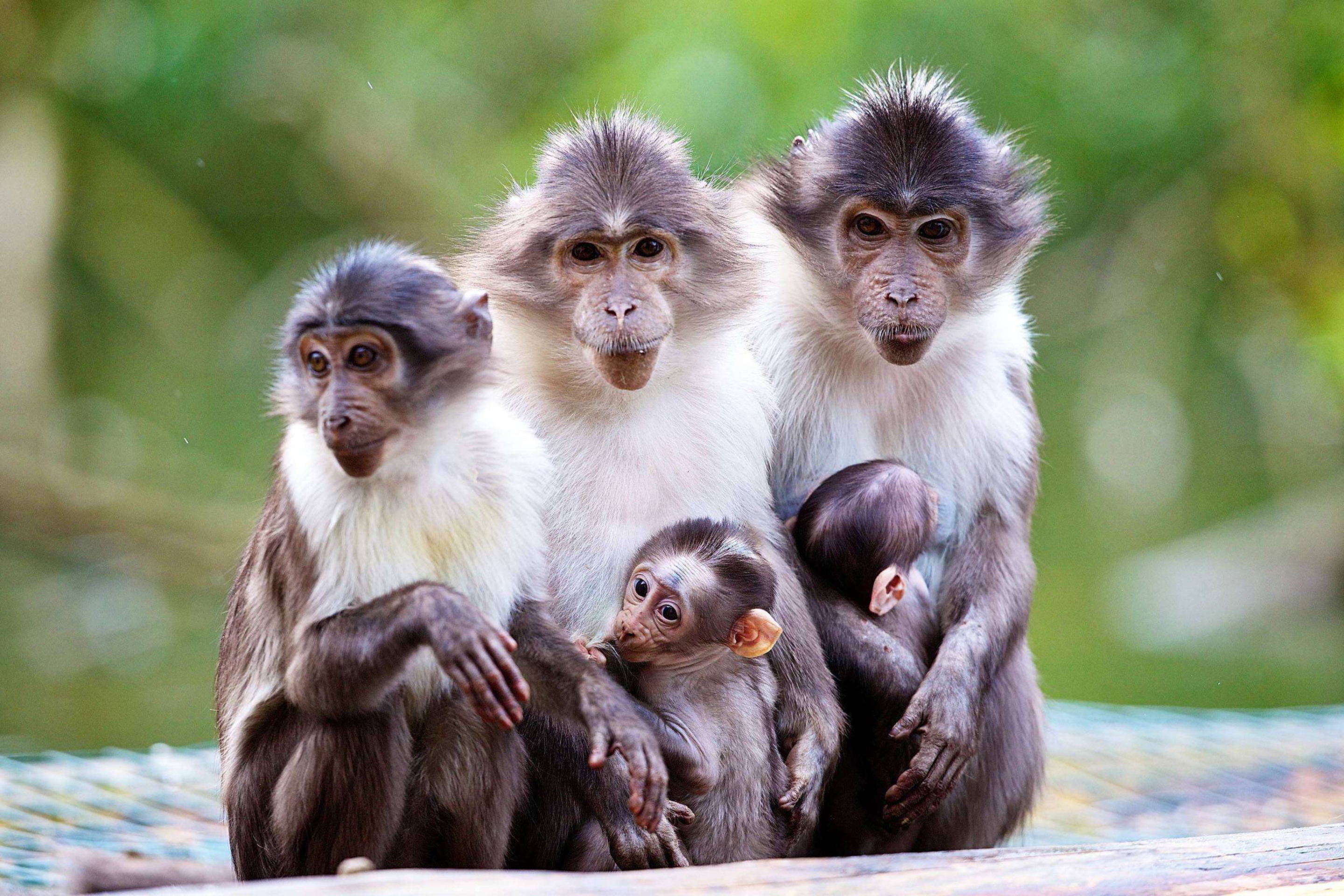Fondo de pantalla Funny Monkeys With Their Babies 2880x1920