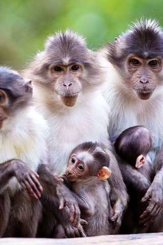 Sfondi Funny Monkeys With Their Babies 320x480