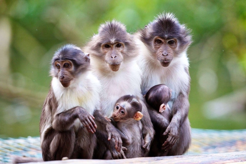 Обои Funny Monkeys With Their Babies 480x320