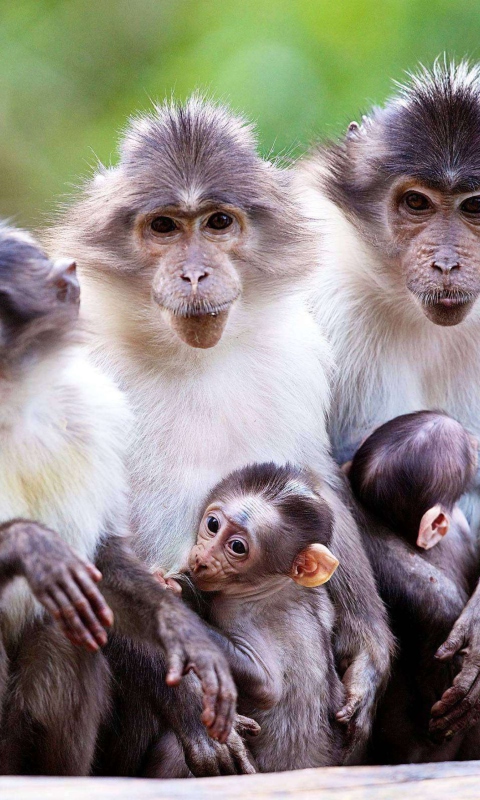 Обои Funny Monkeys With Their Babies 480x800