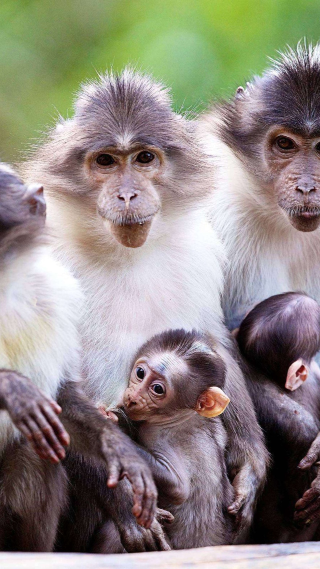 Das Funny Monkeys With Their Babies Wallpaper 640x1136