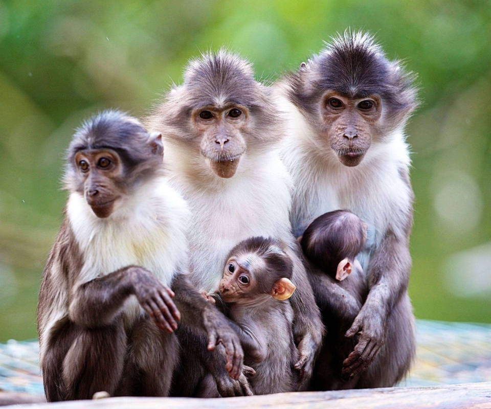 Fondo de pantalla Funny Monkeys With Their Babies 960x800