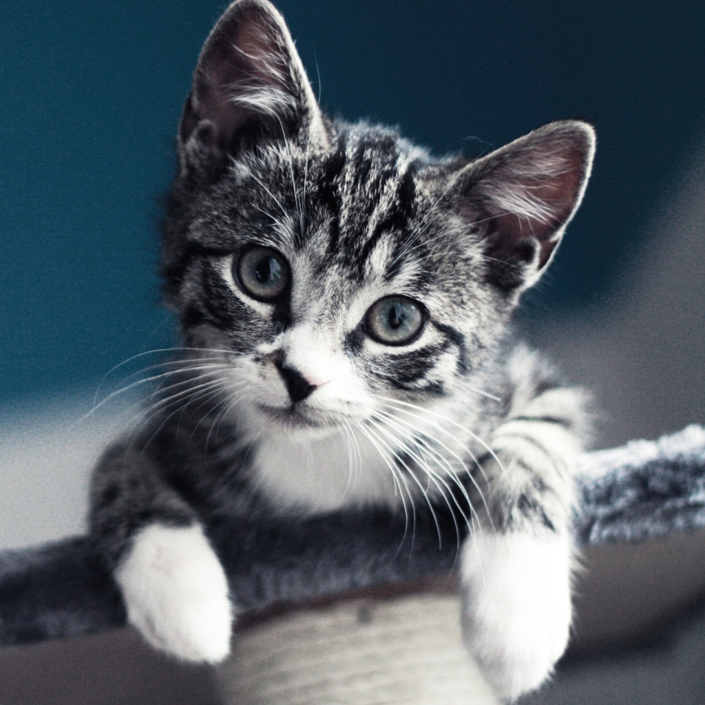 Das Cute Grey Kitten Wallpaper 1024x1024