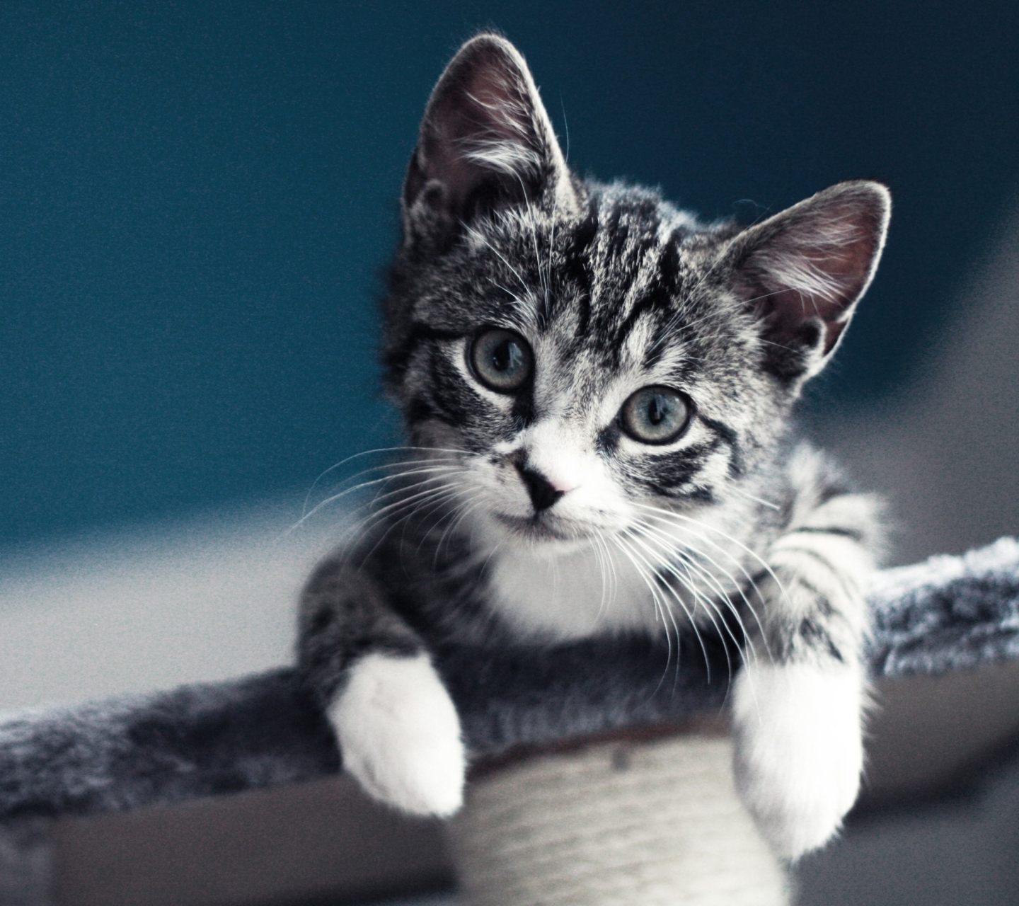 Das Cute Grey Kitten Wallpaper 1440x1280