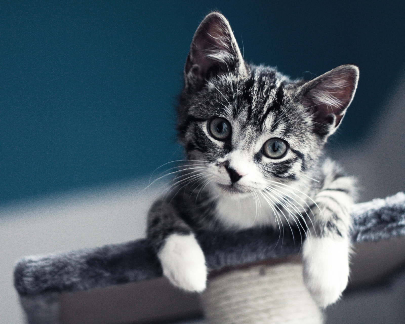 Sfondi Cute Grey Kitten 1600x1280