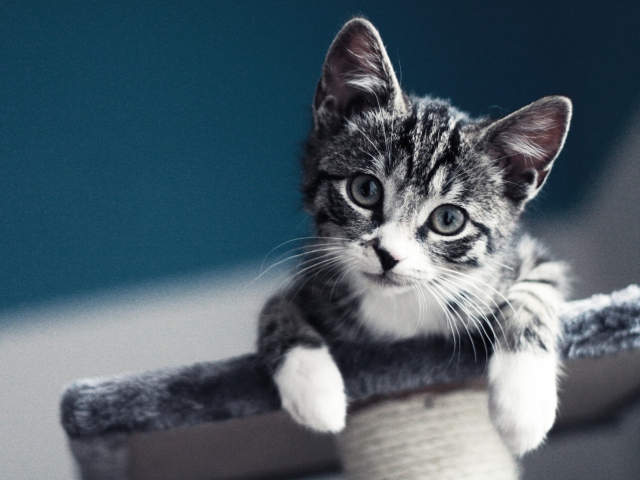 Fondo de pantalla Cute Grey Kitten 640x480