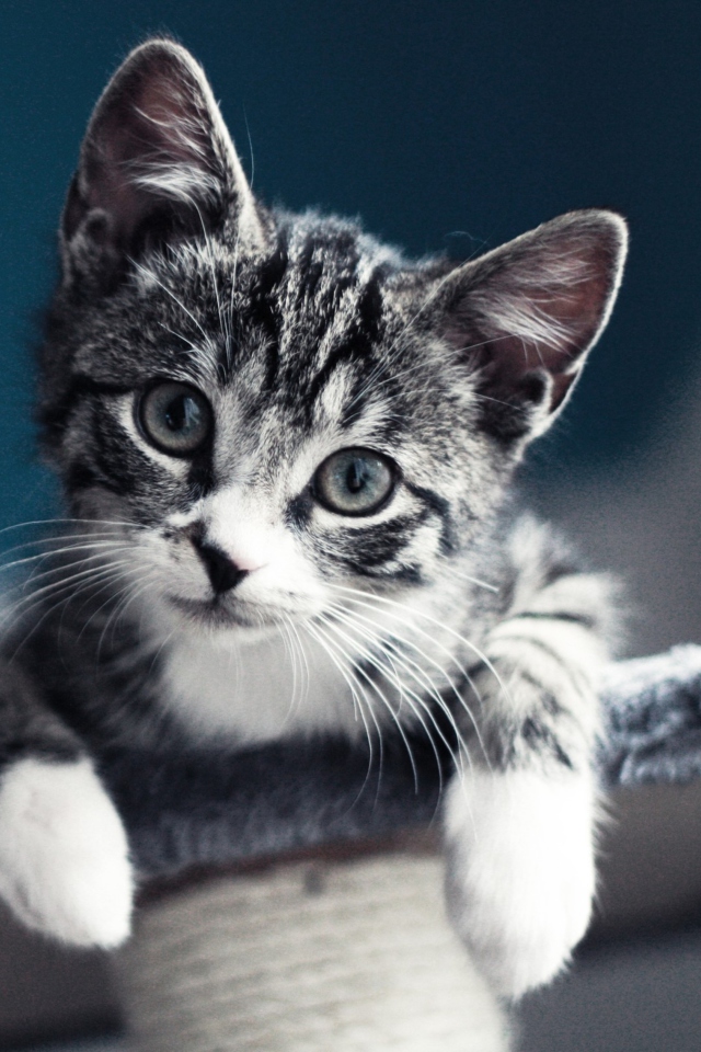 Screenshot №1 pro téma Cute Grey Kitten 640x960