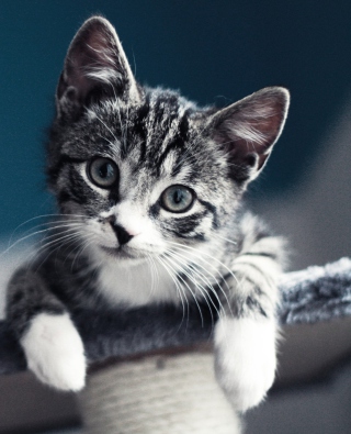 Free Cute Grey Kitten Picture for 640x1136