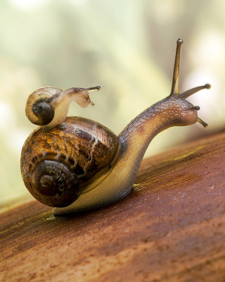 Pond snails - Obrázkek zdarma pro Nokia X7