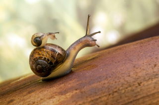 Pond snails Wallpaper for Android, iPhone and iPad