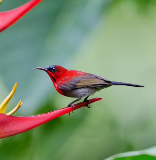 Redhead Bird Wallpaper for iPad 2